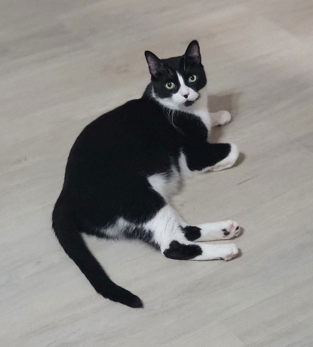 DEXTER - Domestic Short Hair available for adoption