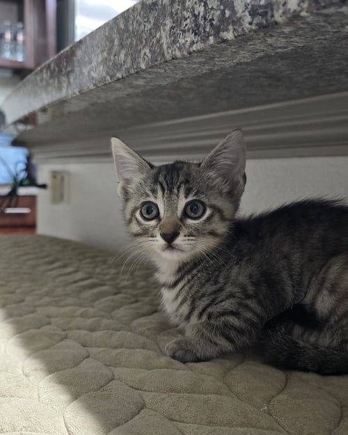 HARTLYN - Domestic Short Hair available for adoption