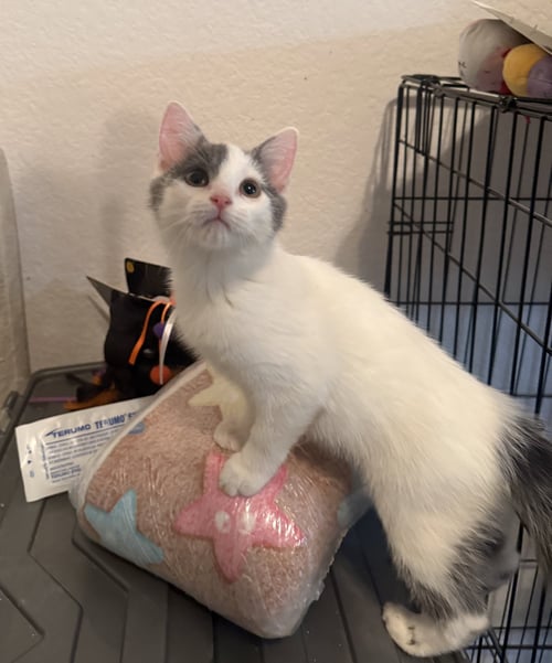 BATSHEVA - Domestic Short Hair available for adoption