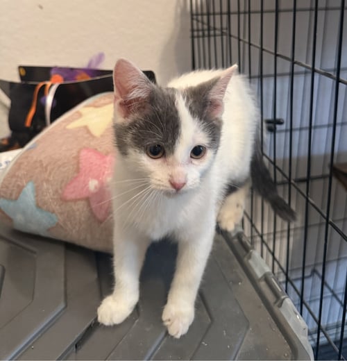 BATSHEVA - Domestic Short Hair available for adoption