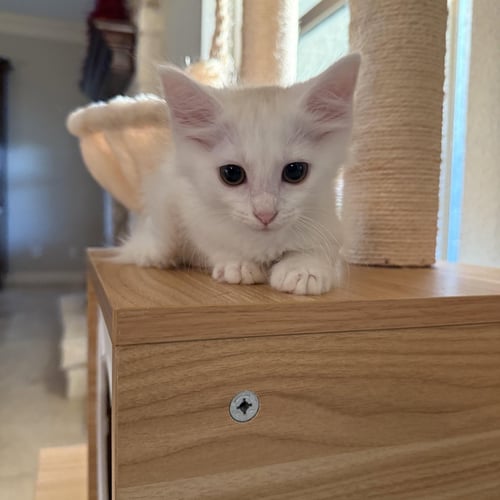TANZIA - Domestic Medium Hair available for adoption