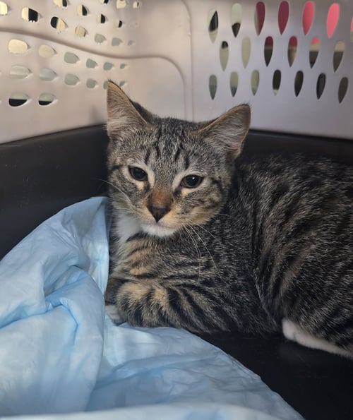 DONATIEN - Domestic Short Hair available for adoption