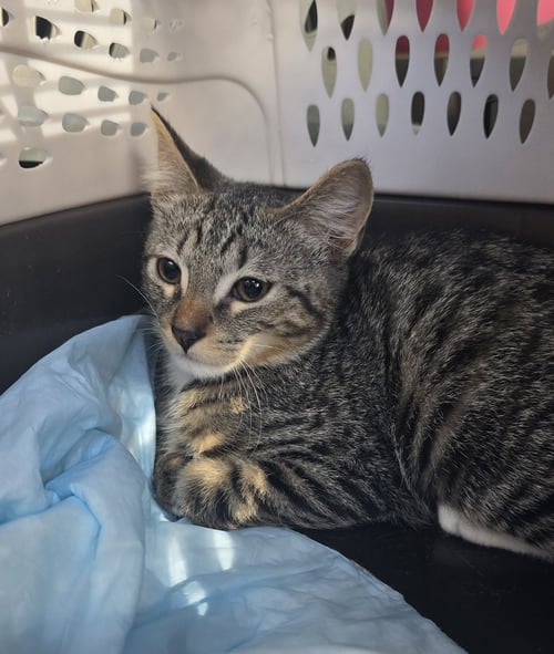 DONATIEN - Domestic Short Hair available for adoption