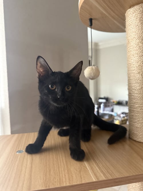CHONA - Domestic Short Hair available for adoption