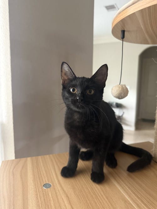 CHONA - Domestic Short Hair available for adoption