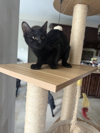 Chona - Photo 4
