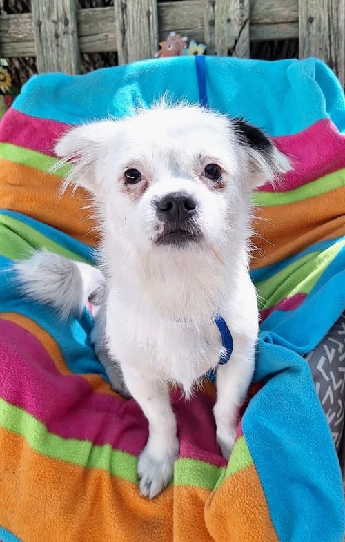 CAYLEB - Chihuahua / Pekingese available for adoption