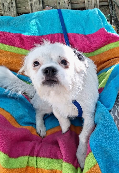 CAYLEB - Chihuahua / Pekingese available for adoption