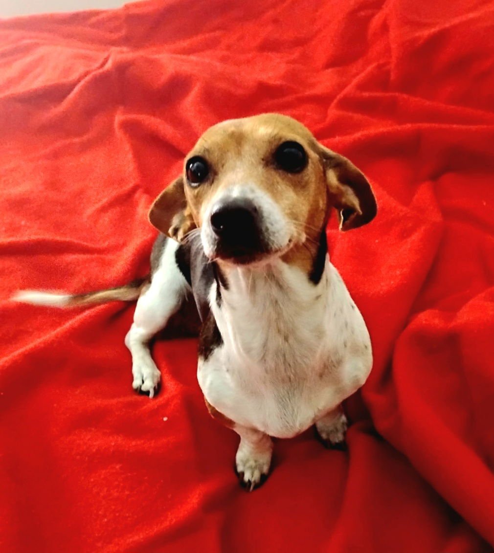 COLETTA - Dachshund / Chihuahua available for adoption