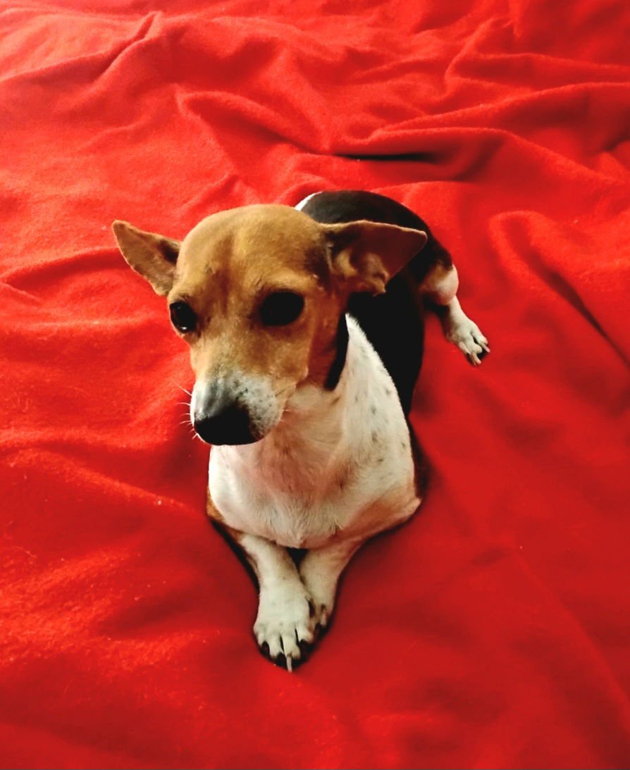 COLETTA - Dachshund / Chihuahua available for adoption