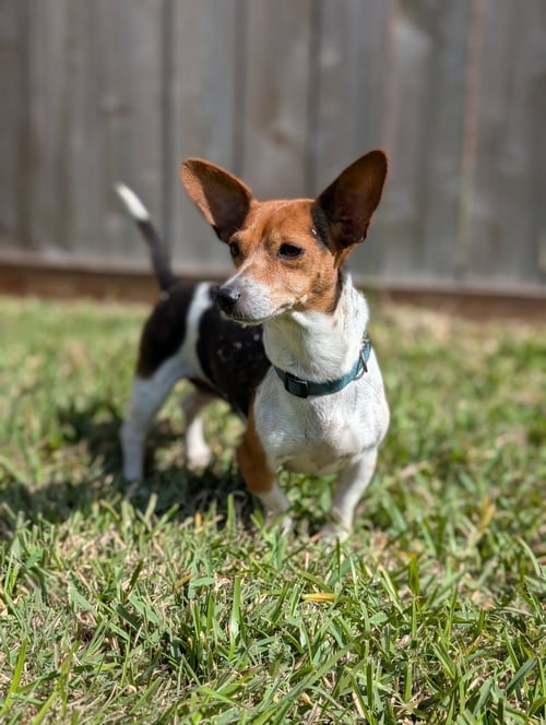 COLETTA - Dachshund / Chihuahua available for adoption