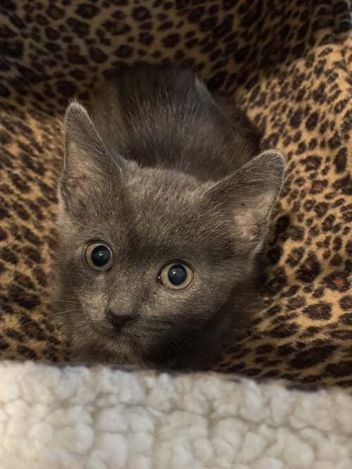 NADEANA - Russian Blue available for adoption