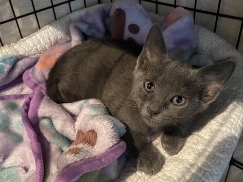 NADEANA - Russian Blue available for adoption