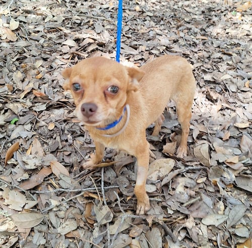 AZIZO - Chihuahua available for adoption