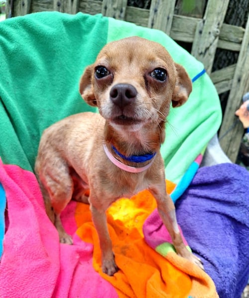 AZIZO - Chihuahua available for adoption