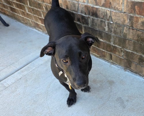 ELKA - Dachshund / Labrador Retriever available for adoption
