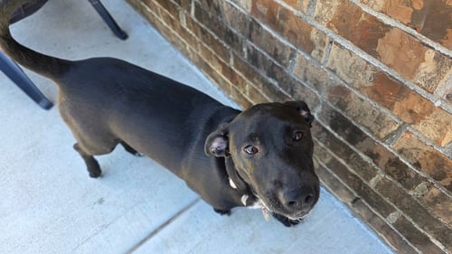 ELKA - Dachshund / Labrador Retriever available for adoption