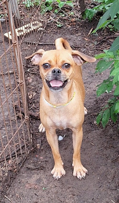 TEMIKA - Pug / Chihuahua available for adoption