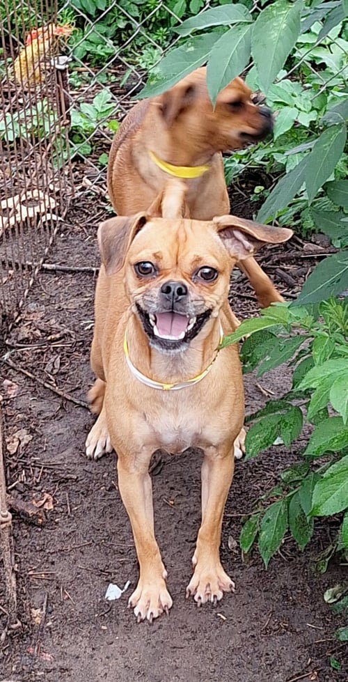 TEMIKA - Pug / Chihuahua available for adoption