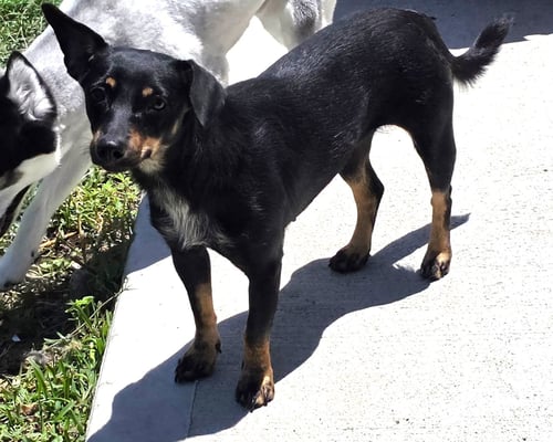 FLORIANA - Dachshund available for adoption