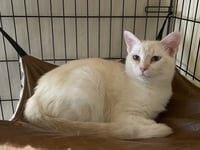 Pearlmelia - Photo 2