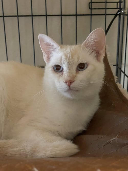 PEARLMELIA - Siamese available for adoption