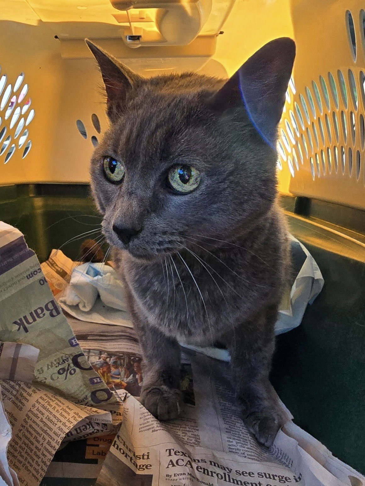 LUMUMA - Russian Blue available for adoption
