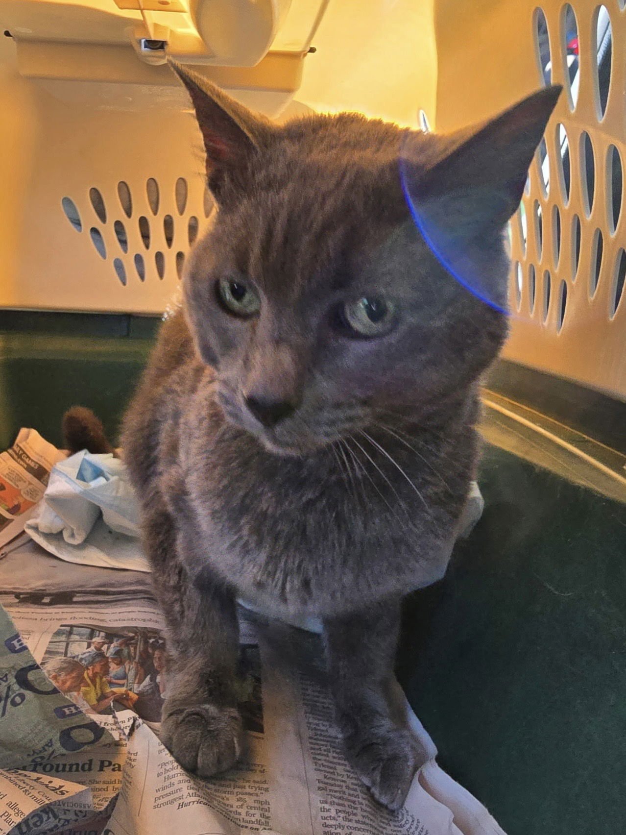 LUMUMA - Russian Blue available for adoption