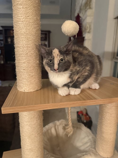 NATORI - Domestic Short Hair available for adoption