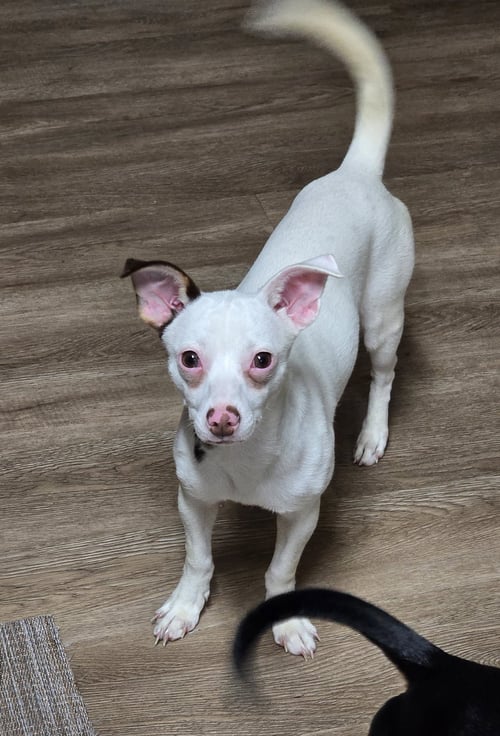 RABELLA - Chihuahua / Dachshund available for adoption
