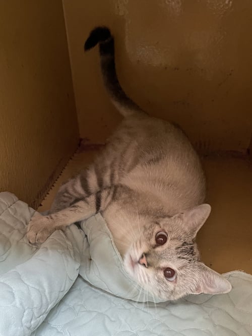 WITTINA - Siamese available for adoption