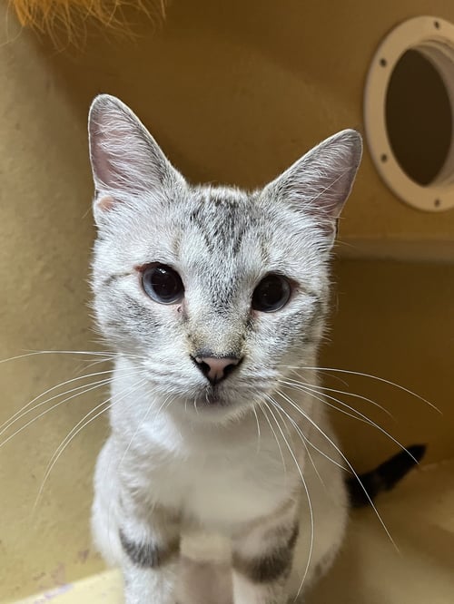 WITTINA - Siamese available for adoption