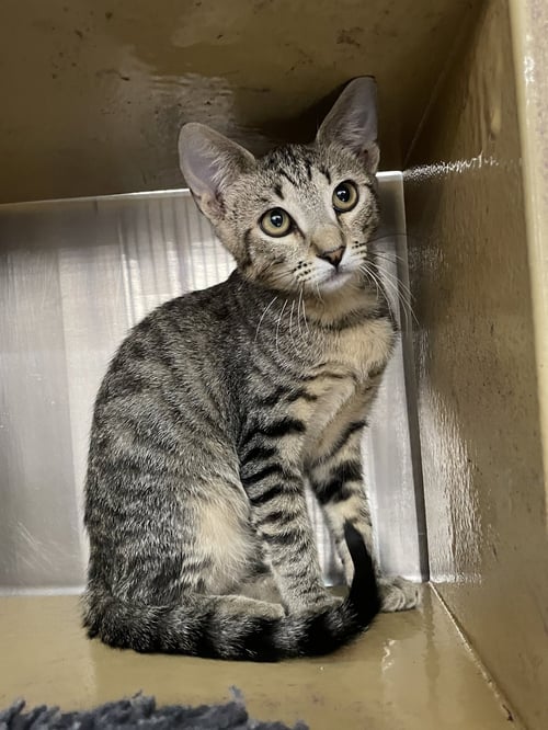 BUGABOO - Domestic Short Hair available for adoption