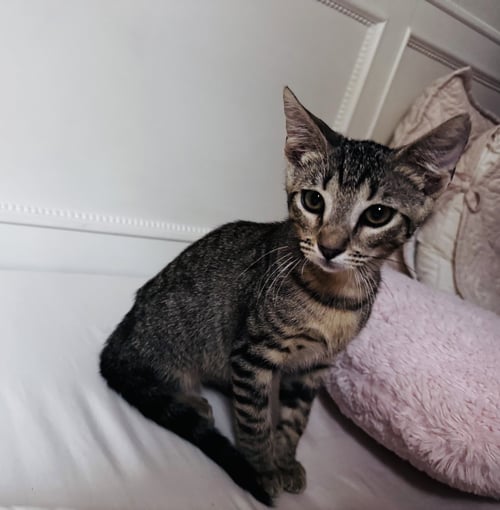 BUGABOO - Domestic Short Hair available for adoption