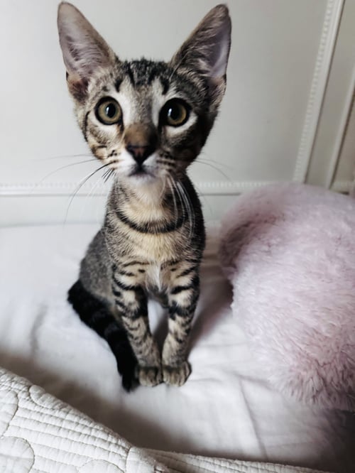 BUGABOO - Domestic Short Hair available for adoption