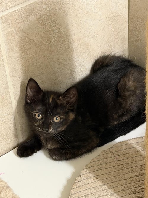 RICKINA - Domestic Short Hair available for adoption