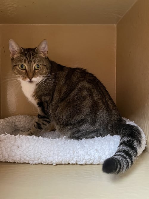 AMAIRA - Domestic Short Hair available for adoption