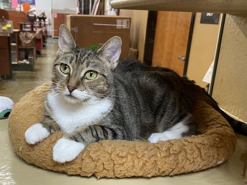AMAIRA - Domestic Short Hair available for adoption