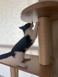 Nayru - Photo 4