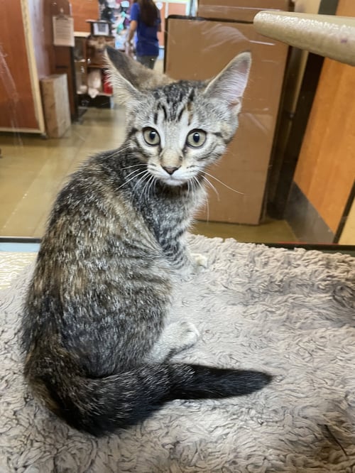 GYANDA - Domestic Short Hair available for adoption