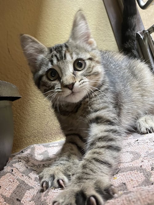 GYANDA - Domestic Short Hair available for adoption
