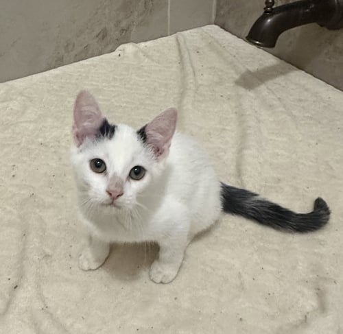 BAALZEBUB - Domestic Short Hair available for adoption