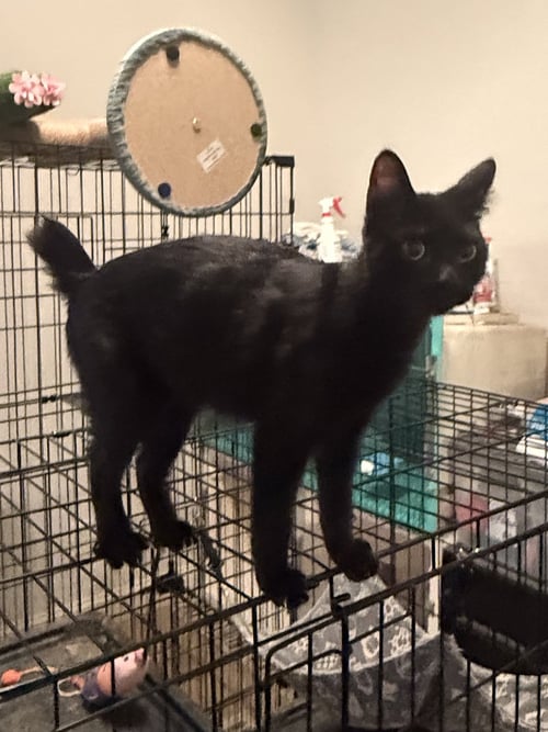 KUNANI - Domestic Short Hair available for adoption