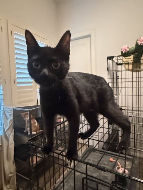 KUNANI - Domestic Short Hair available for adoption