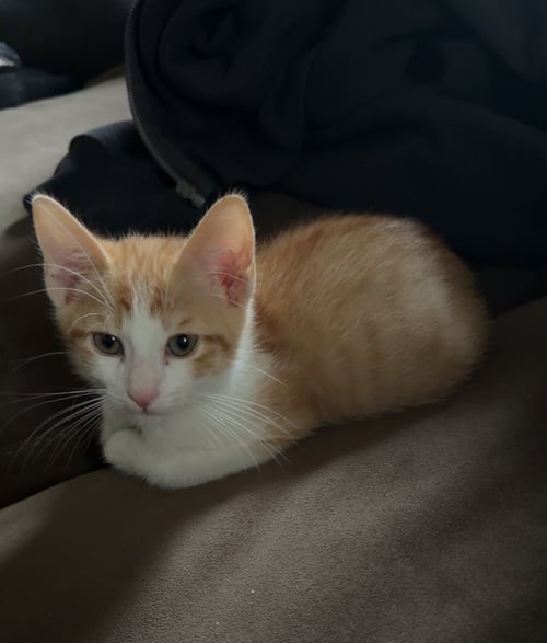 YORKOO - Domestic Short Hair available for adoption