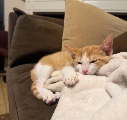 YORKOO - Domestic Short Hair available for adoption