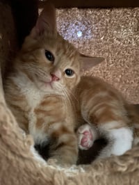 Porschio - Photo 3