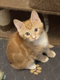 Porschio - Photo 4