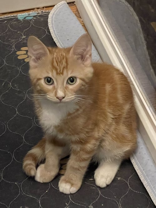 PORSCHIO - Domestic Short Hair available for adoption