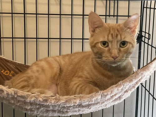 GEORGIA-LYNN - Domestic Short Hair / Tabby available for adoption